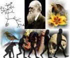 Дарвин день, Чарльз Дарвин родился 12 февраля 1809 года. Дарвин дерева, первая схема его теории эволюции